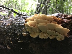 Elmerina cladophora