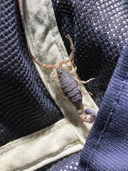 Centruroides edwardsii