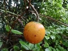 Melodinus suaveolens