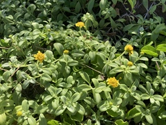 Lipochaeta integrifolia