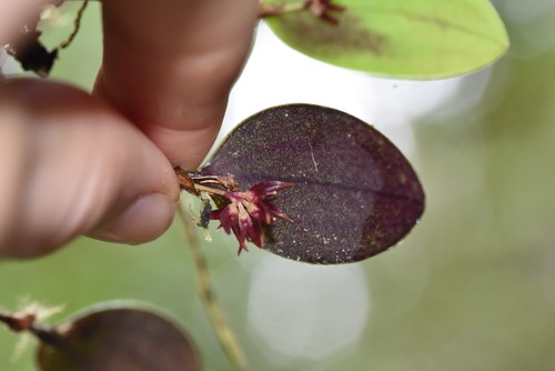 Orbicularis Orchid
