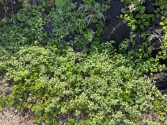 Lipochaeta integrifolia