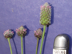 Dalea emarginata