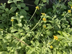 Lipochaeta integrifolia