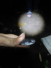 Lycodon subcinctus