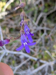 Lobelia browniana