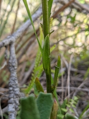 Lobelia browniana