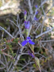 Lobelia browniana