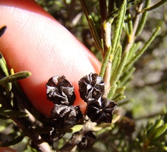Agathosma foetidissima