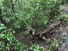 Elmerina cladophora