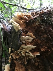 Elmerina cladophora