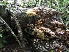 Elmerina cladophora