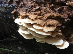 Elmerina cladophora