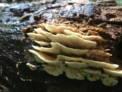 Elmerina cladophora