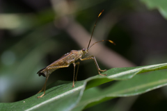 Dasynus cephalotus