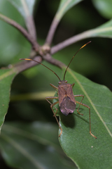Dasynus cephalotus
