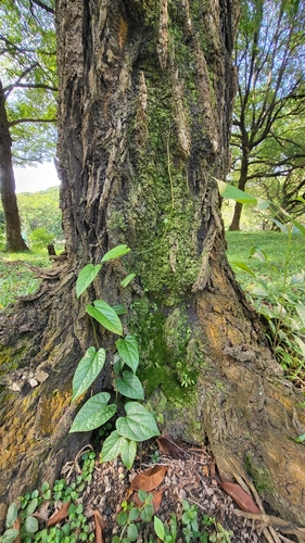 Aristolochia acuminata, photograph 5