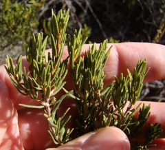 Agathosma foetidissima