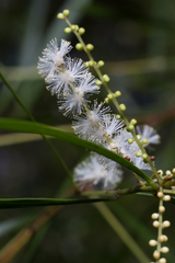 Acacia longissima