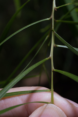 Acacia longissima