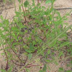 Dalea emarginata