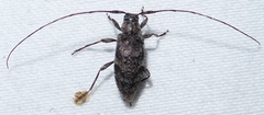 Eutrichillus pini