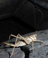 Pediodectes stevensonii