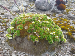 Eudema nubigena