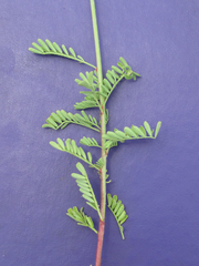 Dalea emarginata