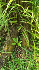 Parsonsia alboflavescens