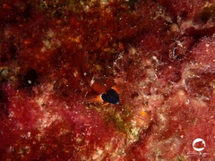 Enneapterygius larsonae