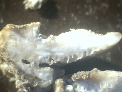 Elmerina cladophora