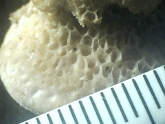 Elmerina cladophora