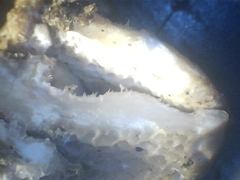 Elmerina cladophora