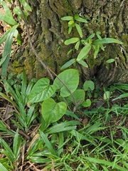 Aristolochia acuminata