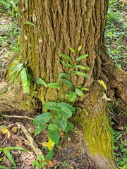 Aristolochia acuminata