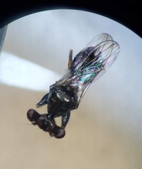 Sphyracephala brevicornis