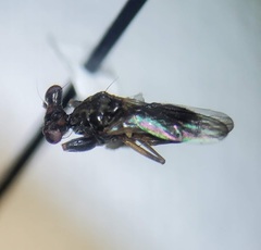 Sphyracephala brevicornis