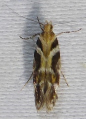 Aristotelia devexella