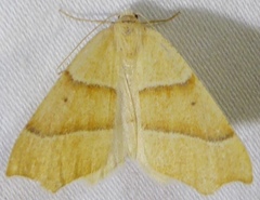 Destutia excelsa