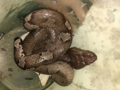 Craspedocephalus puniceus