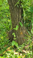 Aristolochia acuminata