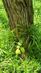 Aristolochia acuminata