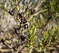 Agathosma foetidissima