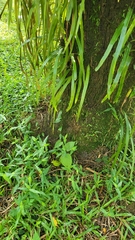 Aristolochia acuminata