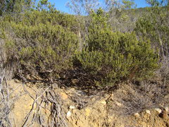 Agathosma foetidissima