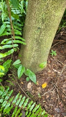 Aristolochia acuminata