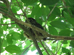 Ninox novaeseelandiae