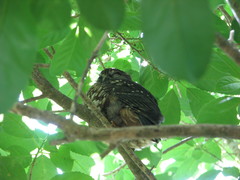 Ninox novaeseelandiae