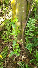 Aristolochia acuminata